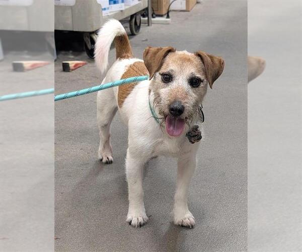 Medium Photo #1 Parson Russell Terrier-Unknown Mix Puppy For Sale in Forestville, MD, USA
