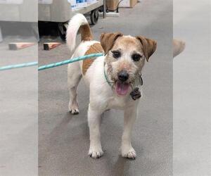 Parson Russell Terrier-Unknown Mix Dogs for adoption in Forestville, MD, USA