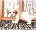 Small Photo #12 Havanese Puppy For Sale in NAPLES, FL, USA