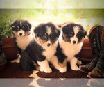 Small #2 Australian Shepherd