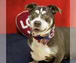 Small American Pit Bull Terrier Mix