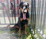 Small #2 Doberman Pinscher