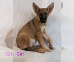 Puppy Puppy 2 German Shepherd Dog