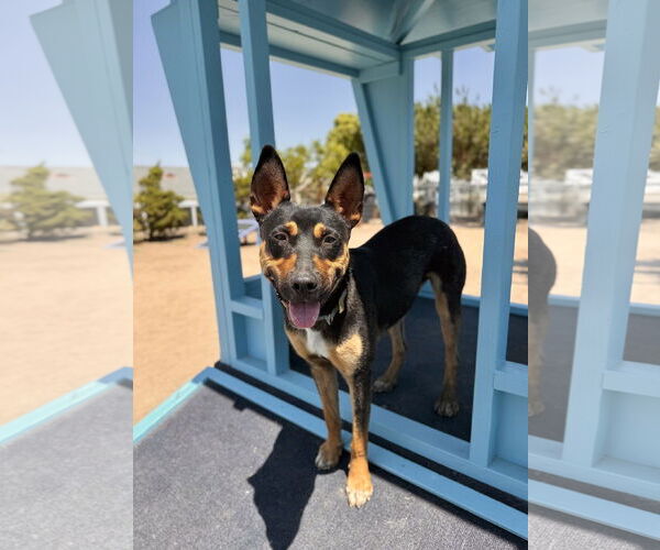 Medium Photo #4 Mutt Puppy For Sale in Seal Beach, CA, USA