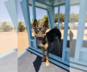Felix - Male Mutt Dog for Adoption - Photo #4