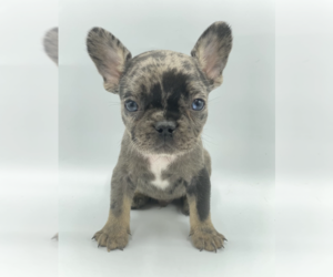 French Bulldog Puppy for sale in POTOMAC, MD, USA