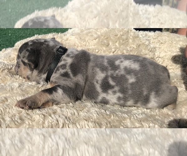 Medium Photo #29 French Bulldog Puppy For Sale in PLACERVILLE, CA, USA