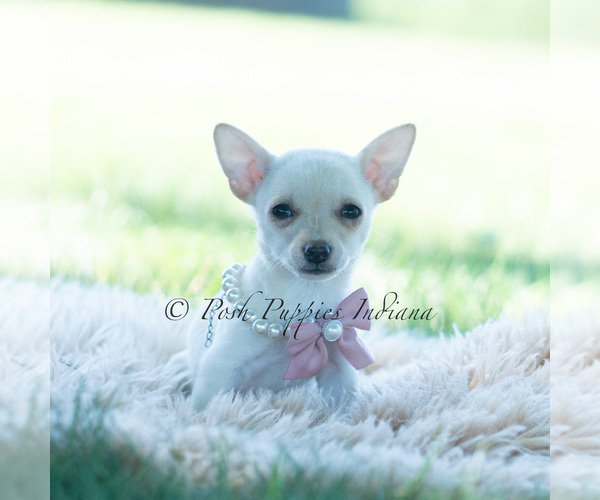 Medium Photo #96 Chihuahua Puppy For Sale in WARSAW, IN, USA
