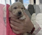 Small Photo #10 Labrador Retriever Puppy For Sale in GOODYEAR, AZ, USA
