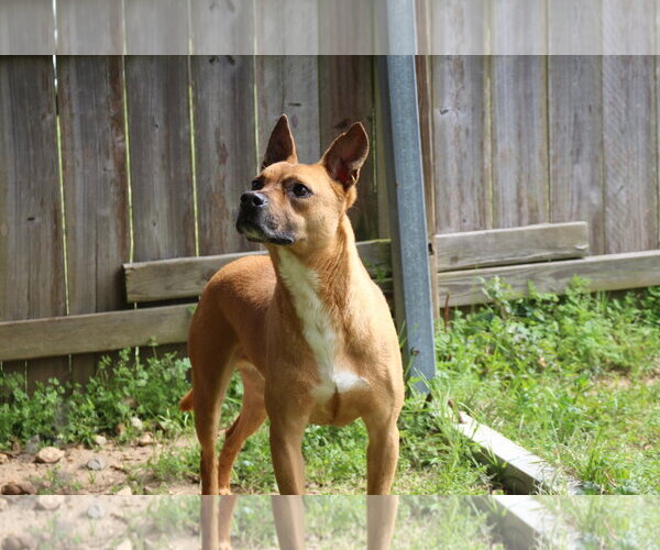Medium Photo #4 American Pit Bull Terrier-Black Mouth Cur Mix Puppy For Sale in Jackson, MS, USA