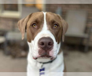 Finn - Male Saint Bernard-Unknown Mix Dog for Adoption - Photo #9