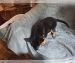 Small #3 Australian Shepherd-German Shepherd Dog Mix