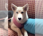 Small #6 Siberian Husky Mix