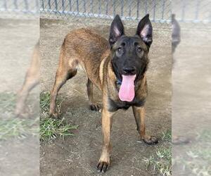 SILAS - Male Mutt Dog for Adoption - Photo #2