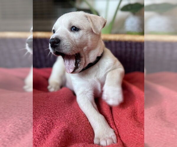 Medium Photo #6 Labrador Retriever-Unknown Mix Puppy For Sale in San Diego, CA, USA