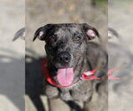 Small #4 Catahoula Leopard Dog