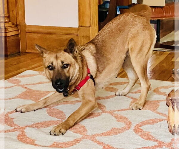 Medium Photo #9 Mutt Puppy For Sale in Princeton, MN, USA