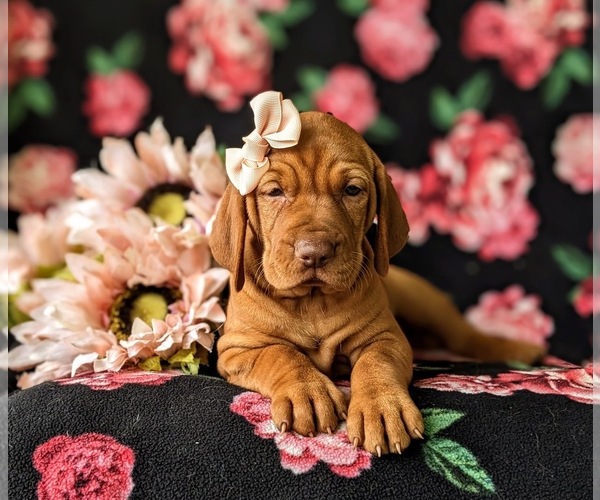 Medium Photo #5 Vizsla Puppy For Sale in KINZERS, PA, USA