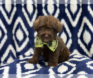 Schnoodle (Miniature) Puppy for sale in LAKELAND, FL, USA