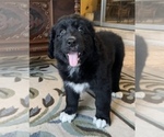 Small Photo #3 Bernedoodle Puppy For Sale in POTTSTOWN, PA, USA