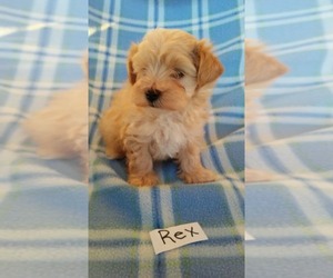 Maltipoo Puppy for sale in CLARKRANGE, TN, USA