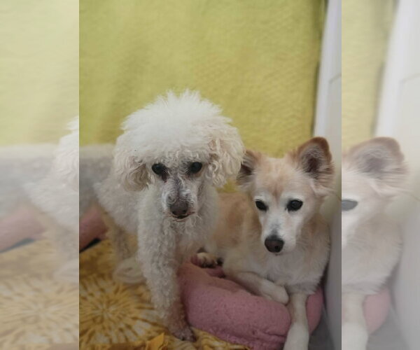 Medium Photo #5 Poodle (Miniature) Puppy For Sale in Pacolet, SC, USA