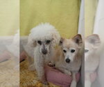 Small #4 Poodle (Miniature)