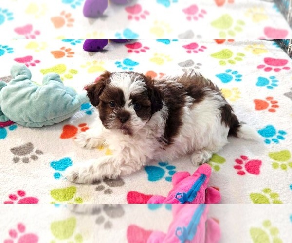 Medium Photo #10 ShihPoo Puppy For Sale in ORO VALLEY, AZ, USA