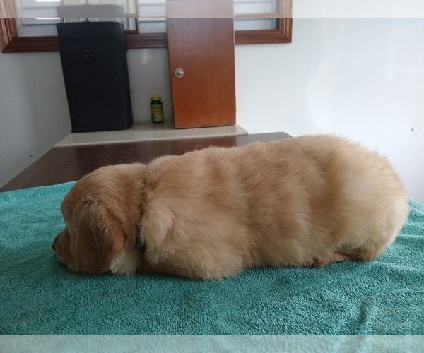 Medium Photo #6 Golden Retriever Puppy For Sale in SUMNER, IL, USA