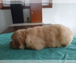 Small #5 Golden Retriever