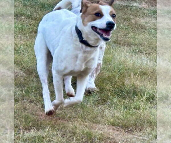 Medium Photo #6 Jack Russell Terrier-Unknown Mix Puppy For Sale in Spring Lake, NC, USA