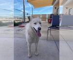 Small #1 Siberian Husky Mix