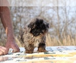 Small #38 ShihPoo