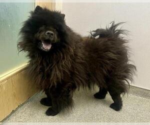 Chow Chow Dogs for adoption in Fort Collins, CO, USA
