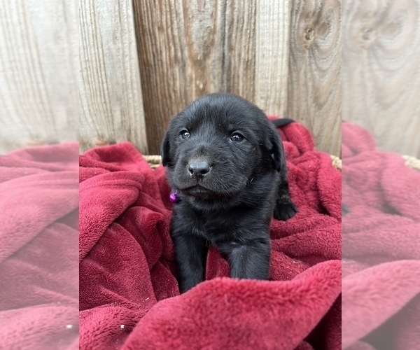 Medium Photo #2 Labrador Retriever Puppy For Sale in AIKEN, SC, USA