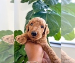 Small Photo #3 Goldendoodle Puppy For Sale in JACKSONVILLE, FL, USA
