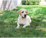 Small #4 Labrador Retriever