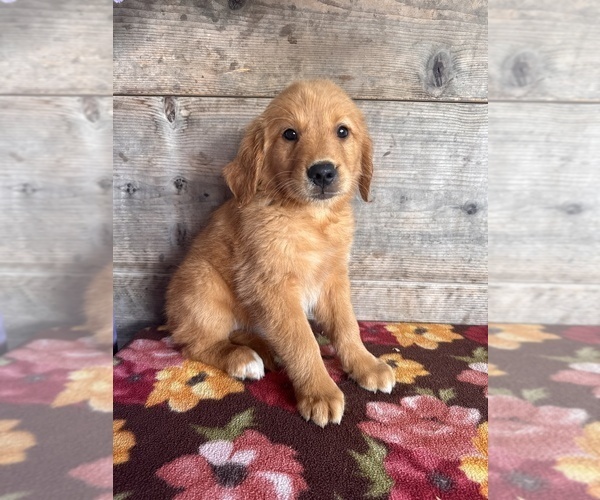 Medium Photo #12 Golden Retriever Puppy For Sale in VERMONTVILLE, MI, USA