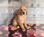 Small #11 Golden Retriever
