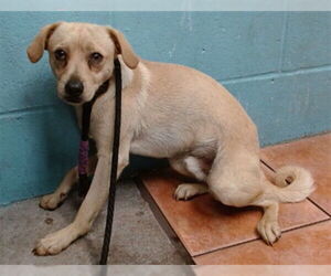 Chihuahua-Unknown Mix Dogs for adoption in Downey, CA, USA