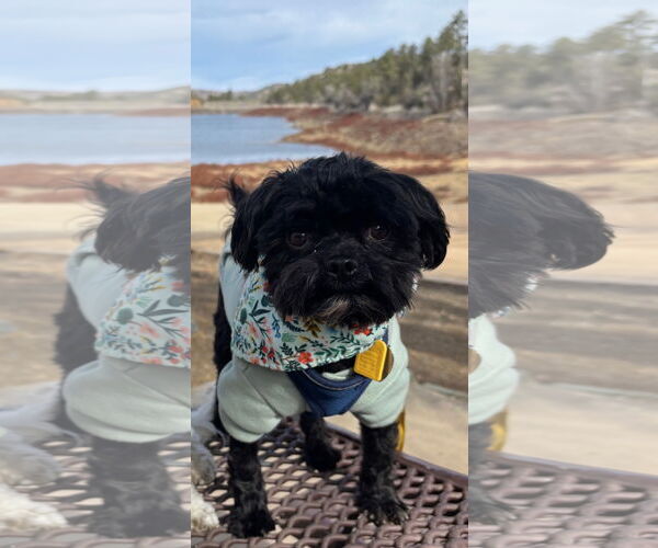 Medium Photo #3 Shih-Poo Puppy For Sale in Phoenix, AZ, USA