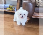 Small #4 Maltese