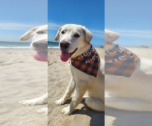 Labrador Retriever-Unknown Mix Dogs for adoption in San Diego, CA, USA