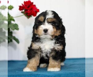 Bernedoodle (Miniature) Puppy for Sale in EAST EARL, Pennsylvania USA