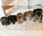 Small #5 Yorkshire Terrier