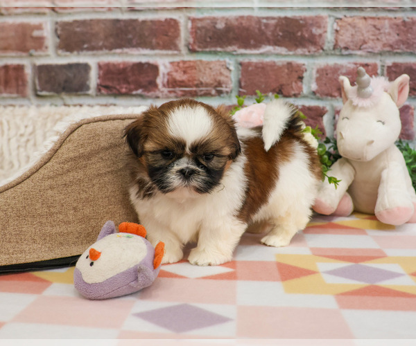Medium Photo #6 Shih Tzu Puppy For Sale in SYRACUSE, IN, USA