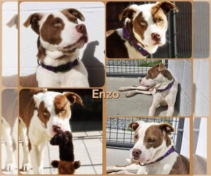 Enzo - Male American Pit Bull Terrier-Unknown Mix Dog for Adoption - Photo #7