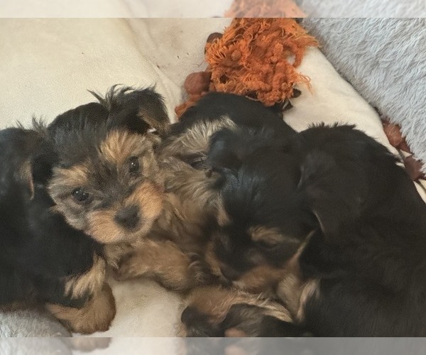 Medium Photo #2 Yorkshire Terrier Puppy For Sale in SOUTHPORT, NC, USA