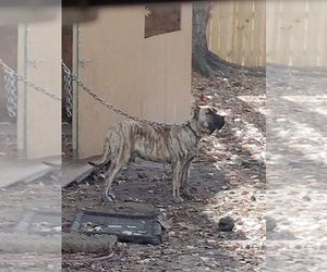 Father of the Presa Canario puppies born on 05/21/2026