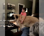 Small #3 Anatolian Shepherd-Great Pyrenees Mix